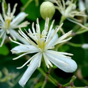 CLEMATIS GOURIANA
