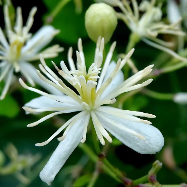 CLEMATIS GOURIANA