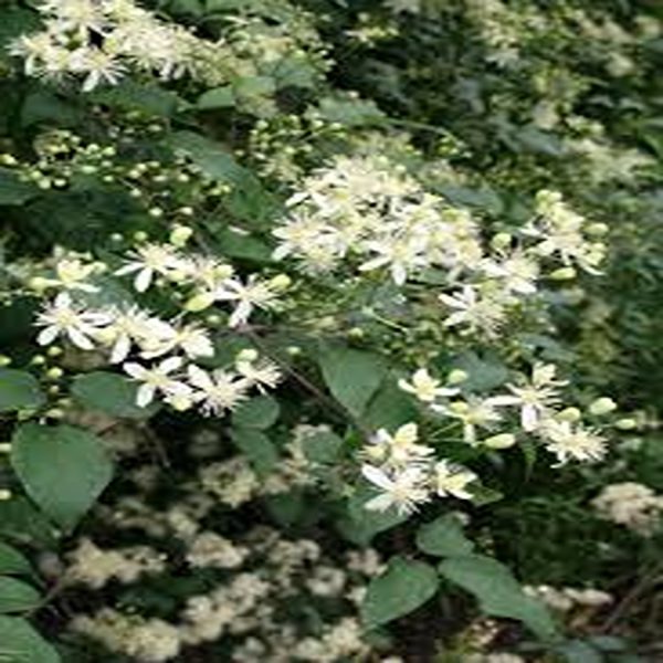 CLEMATIS GOURIANA - Image 4