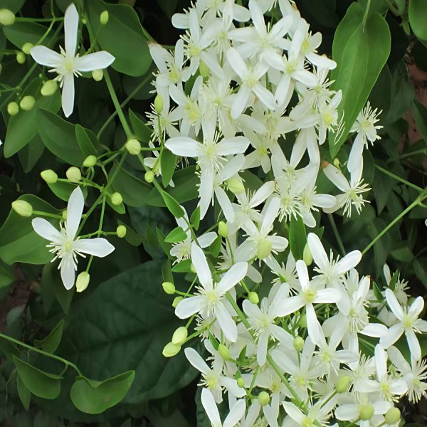CLEMATIS GOURIANA - Image 3