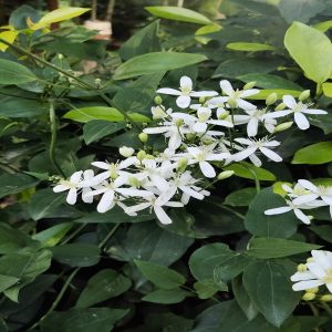 CLEMATIS GOURIANA