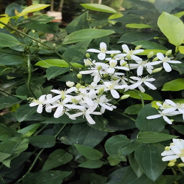 CLEMATIS GOURIANA - Image 2