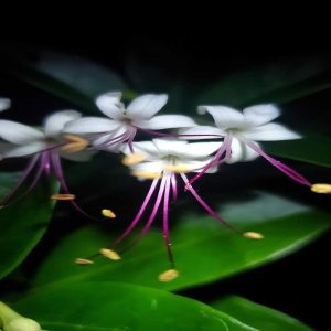 CLERODENDRUM INERME