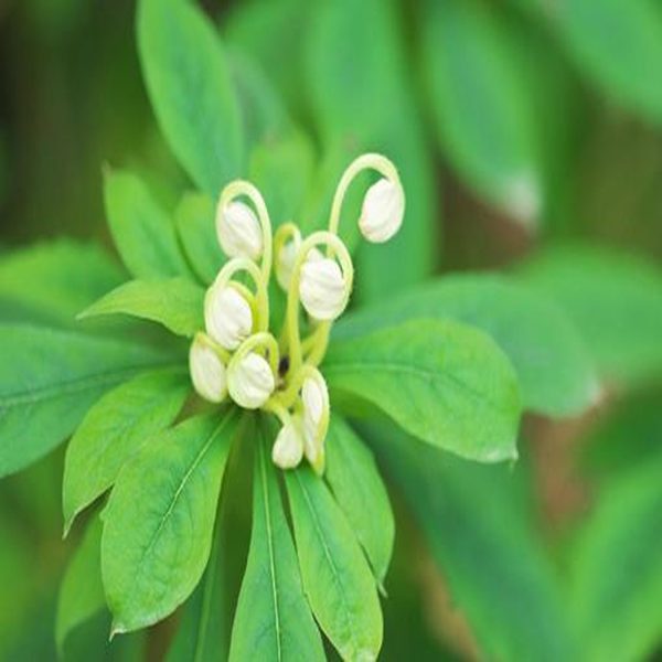 CLERODENDRUM MACROSIPHON - Image 4