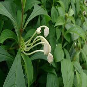 CLERODENDRUM MACROSIPHON