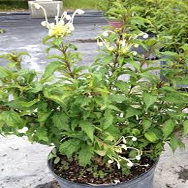 CLERODENDRUM MACROSIPHON