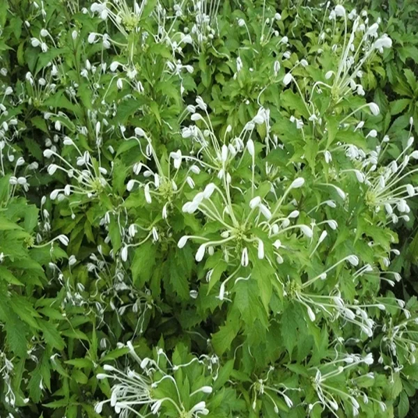CLERODENDRUM MACROSIPHON - Image 3