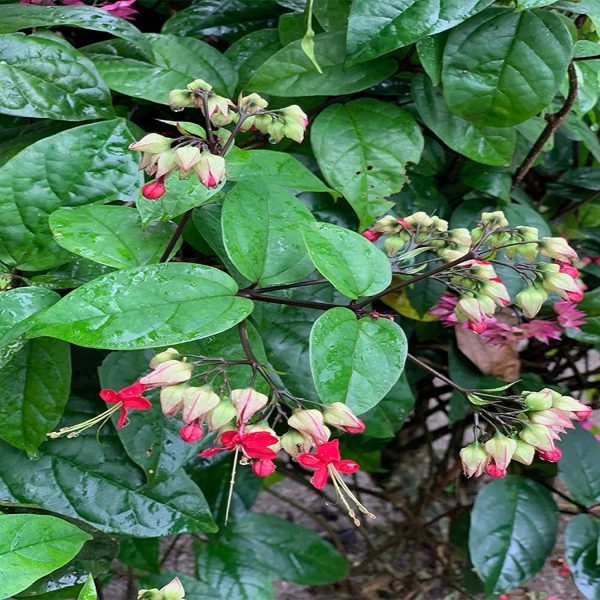 CLERODENDRUM THOM. BAL. - Image 4