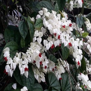 CLERODENDRUM THOM. BAL.