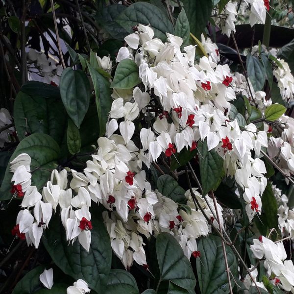 CLERODENDRUM THOM. BAL. - Image 2