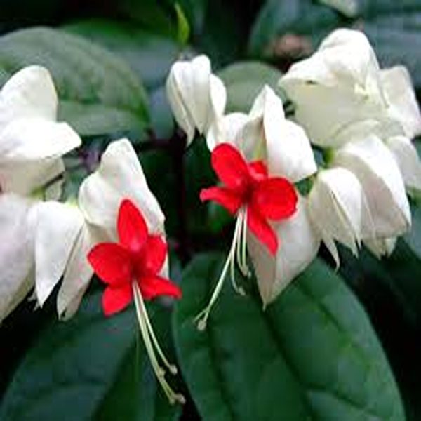 CLERODENDRUM THOM. BAL. - Image 3