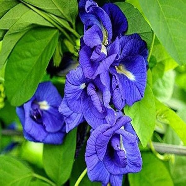 CLITORIA TERNATEA (DOUBLE ) - Image 4