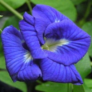 CLITORIA TERNATEA (DOUBLE )