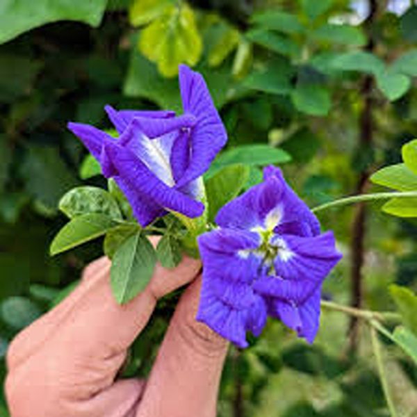 CLITORIA TERNATEA (DOUBLE ) - Image 3