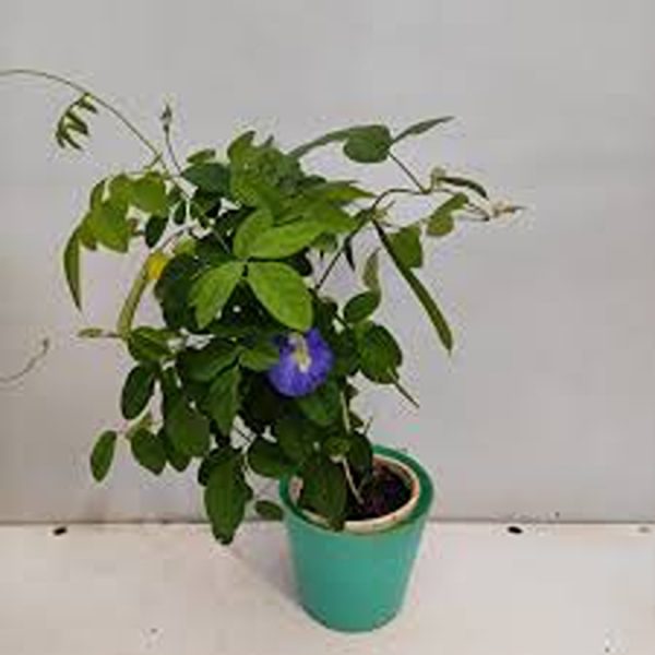 CLITORIA TERNATEA (DOUBLE )