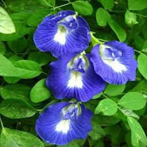 CLITORIA TERNATEA (SINGLE)
