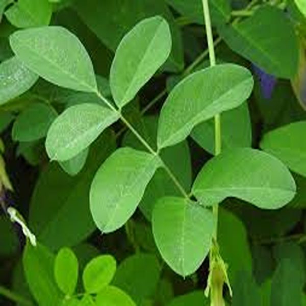 CLITORIA TERNATEA (SINGLE) - Image 3