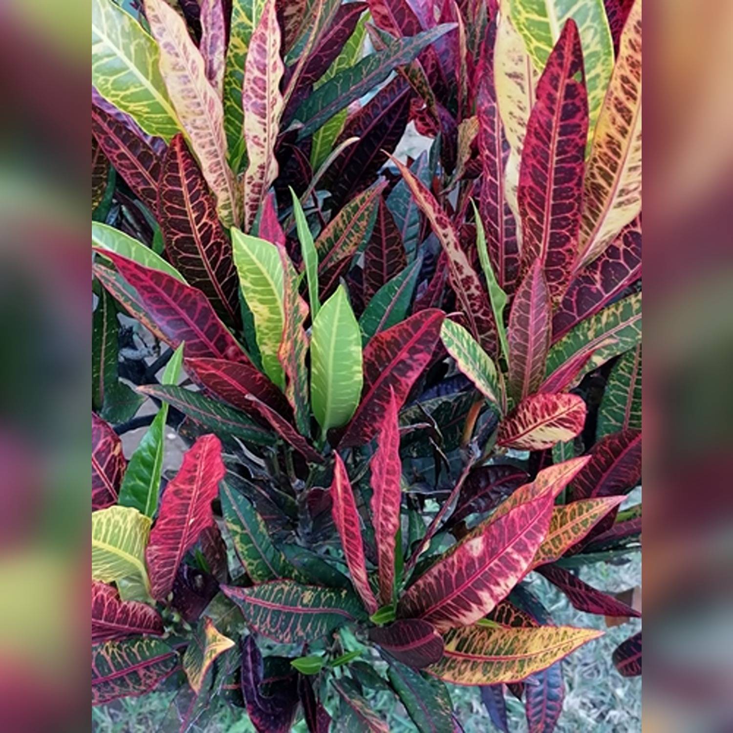 CODIAEUM VARIEGATUM BANGLORE BEAUTY - Image 4