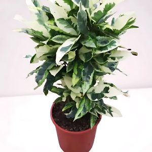 CODIAEUM VARIEGATUM BANGLORE BEAUTY