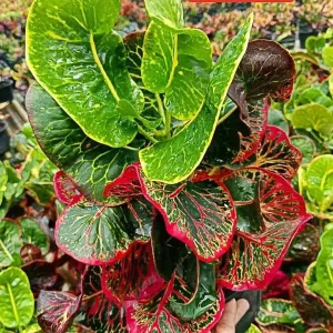 CODIAEUM VARIEGATUM BANKOK QUEEN