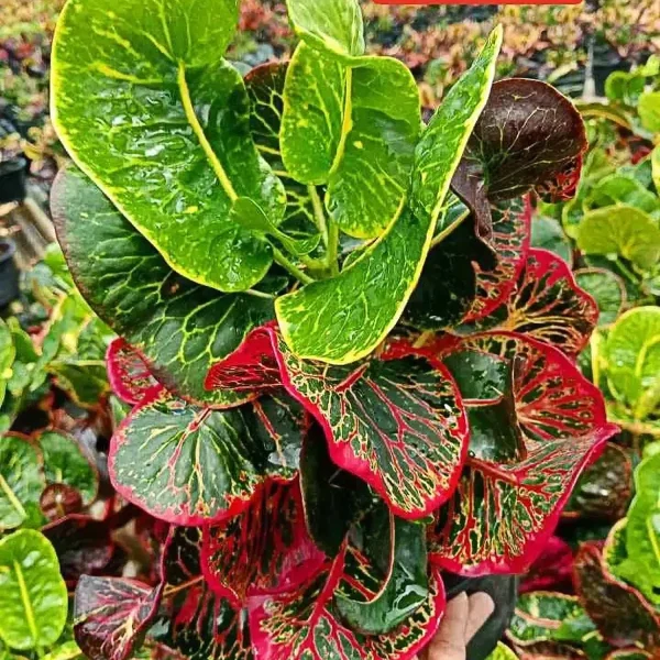 CODIAEUM VARIEGATUM BANKOK QUEEN - Image 2