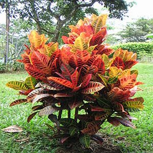 CODIAEUM VARIEGATUM CARNIVAL