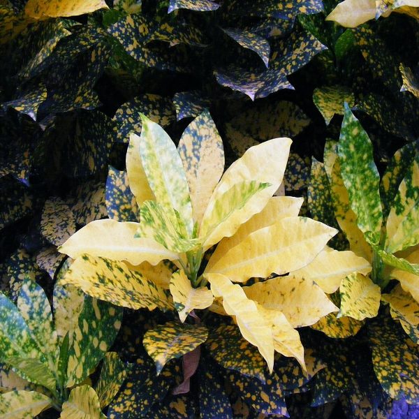 CODIAEUM VARIEGATUM CARNIVAL - Image 2