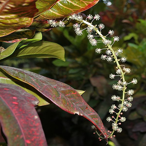 CODIAEUM VARIEGATUM CARNIVAL - Image 3