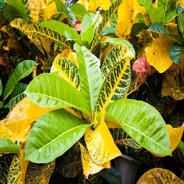 CODIAEUM VARIEGATUM CARNIVAL - Image 4