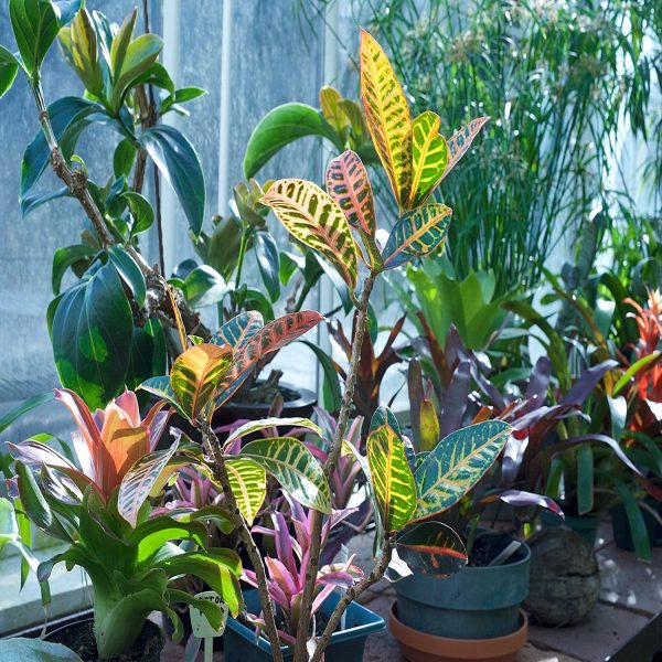 CODIAEUM VARIEGATUM CARNIVAL - Image 5