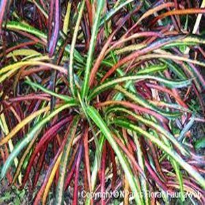 CODIAEUM VARIEGATUM CRISPUM