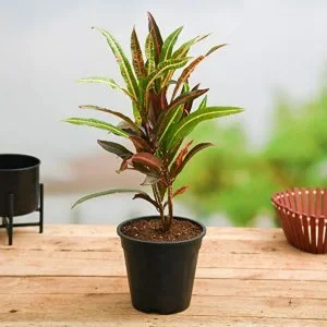 CODIAEUM VARIEGATUM CRISPUM