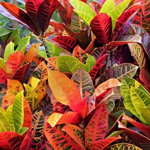 CODIAEUM VARIEGATUM DELAWARE
