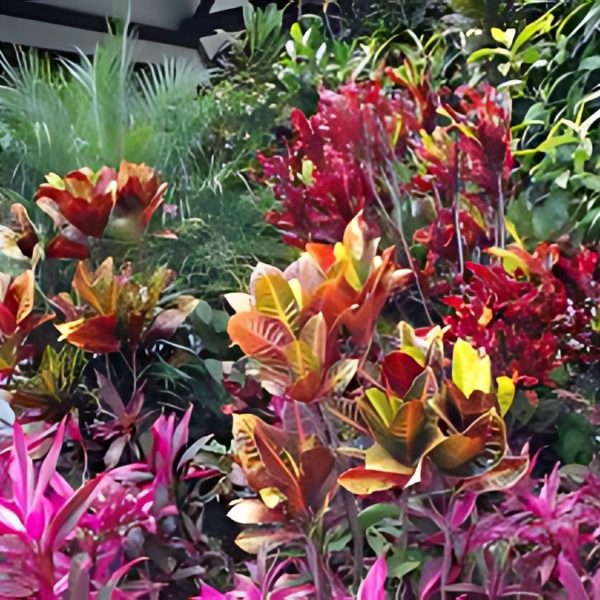 CODIAEUM VARIEGATUM DELAWARE - Image 3
