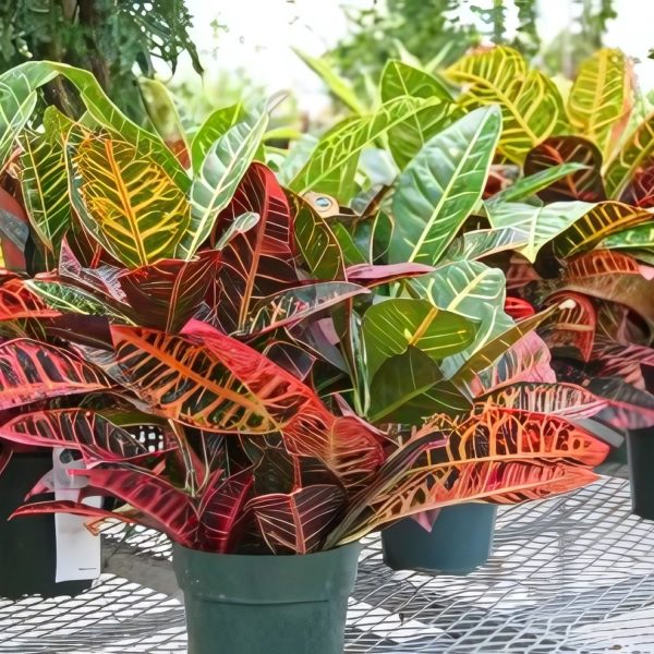 CODIAEUM VARIEGATUM DELAWARE - Image 4