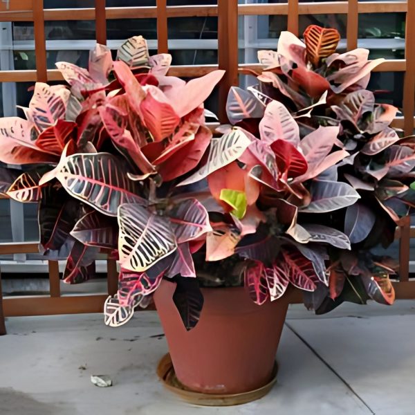 CODIAEUM VARIEGATUM DELAWARE