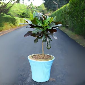 CODIAEUM VARIEGATUM ELITE