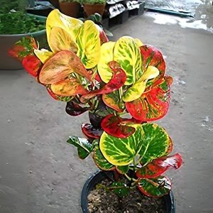 CODIAEUM VARIEGATUM EXOTIC