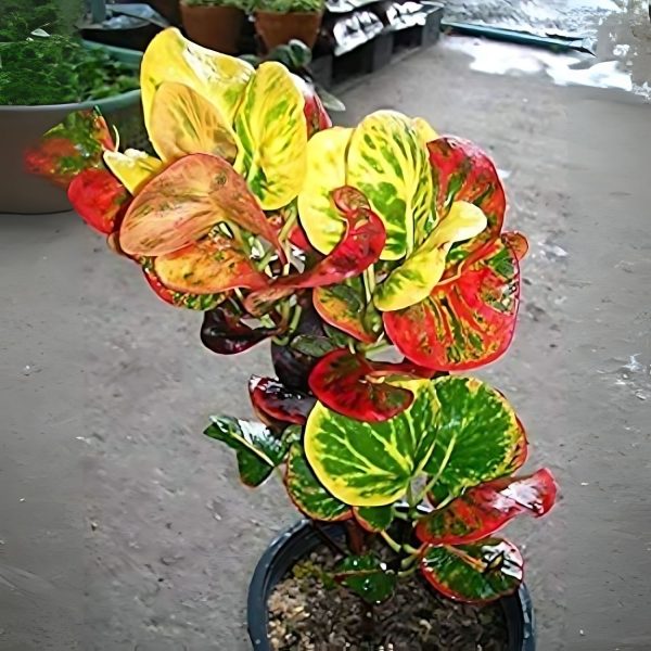 CODIAEUM VARIEGATUM EXOTIC - Image 2