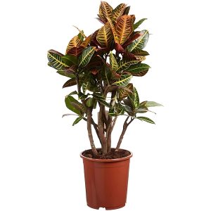 CODIAEUM VARIEGATUM EXOTIC