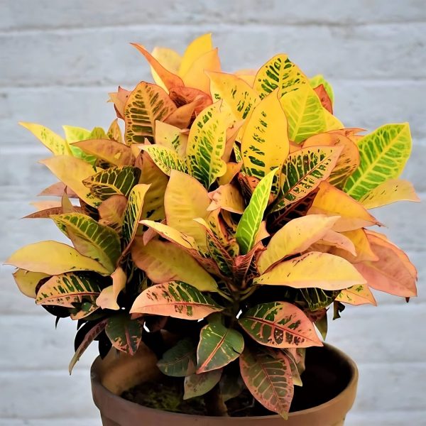 CODIAEUM VARIEGATUM EXOTIC - Image 4