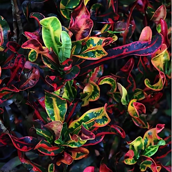 CODIAEUM VARIEGATUM GLORY