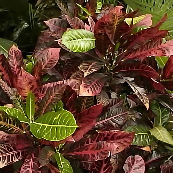 CODIAEUM VARIEGATUM GLORY - Image 4