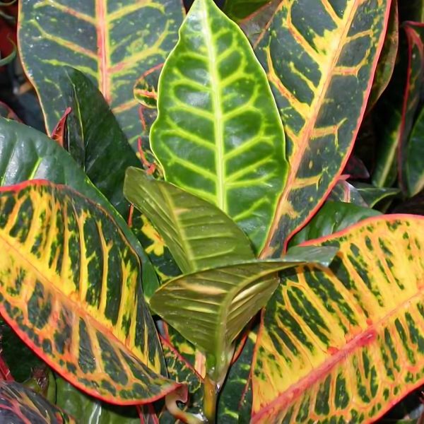 CODIAEUM VARIEGATUM GLORY - Image 3