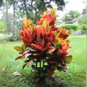 CODIAEUM VARIEGATUM GLORY