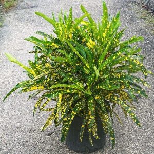 CODIAEUM VARIEGATUM GOLDEN RING