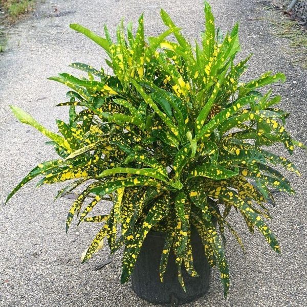 CODIAEUM VARIEGATUM GOLDEN RING