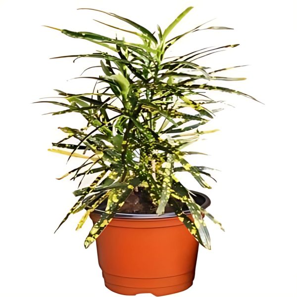 CODIAEUM VARIEGATUM GOLDEN RING - Image 3