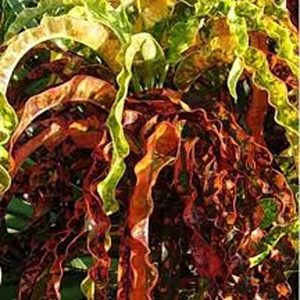 CODIAEUM VARIEGATUM GOLDEN RING