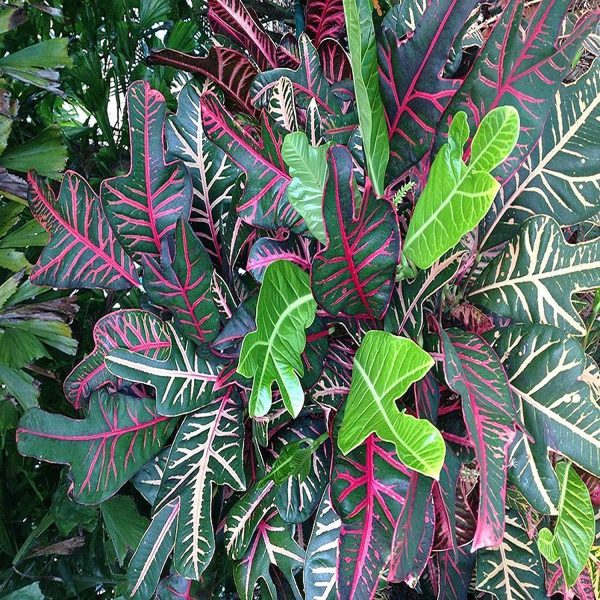 CODIAEUM VARIEGATUM PRINCESS - Image 4